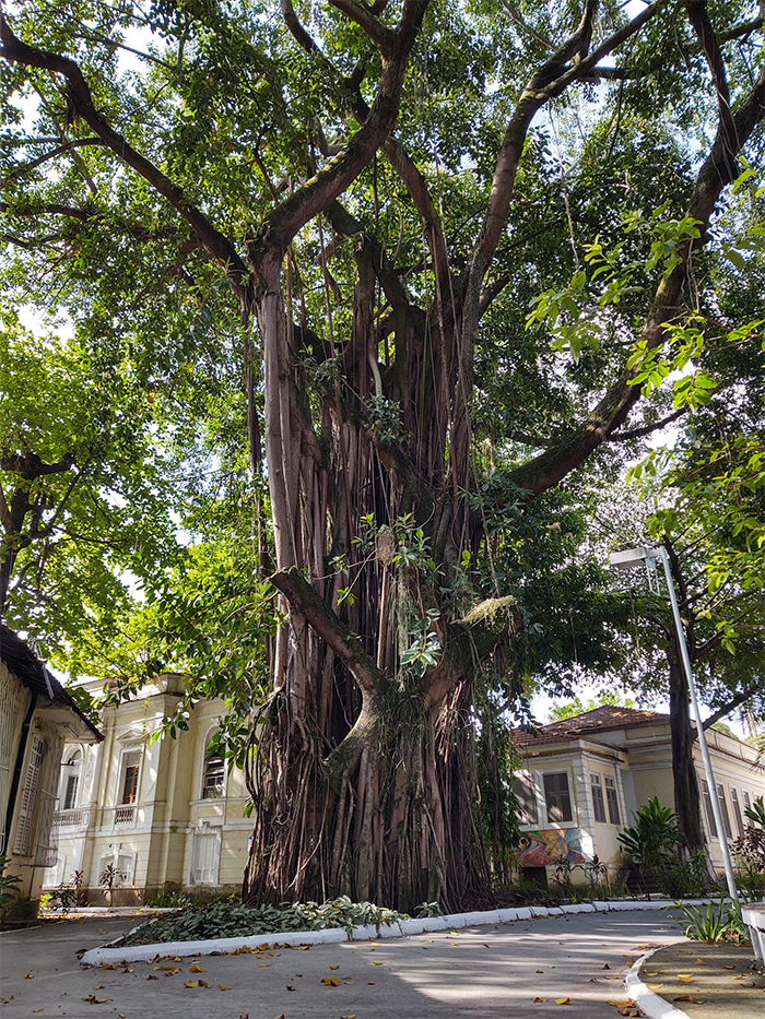 P. FEDERAL NO IPUB! OS TORTUOSOS CAMINHOS DE UMA AUDITORIA-UFRJ